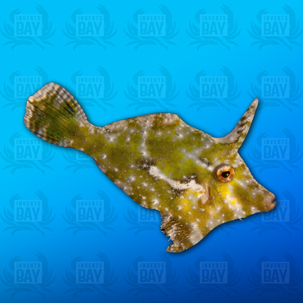 Aptasia Eating Filefish