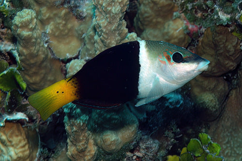 Blackeye Sweetlips Wrasse