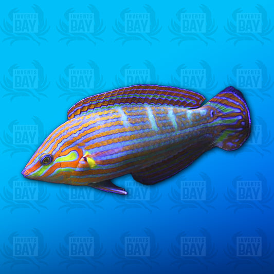 Melanurus Wrasse