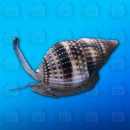 Nassarius Snail