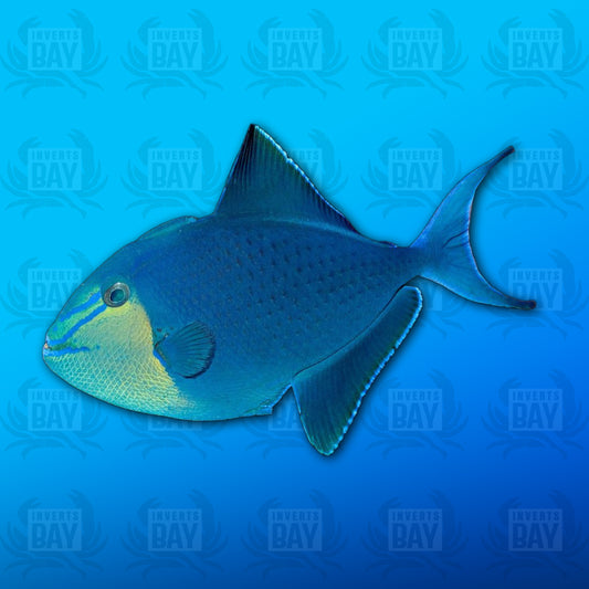 Niger Triggerfish