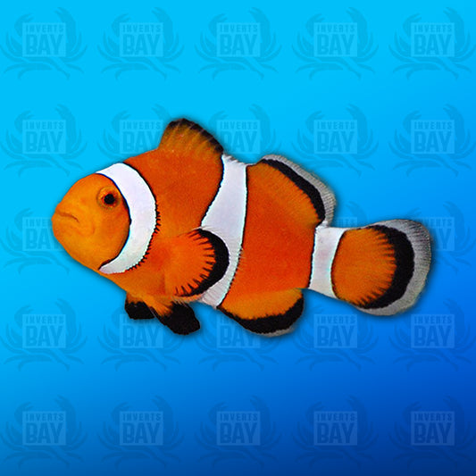 Ocellaris Clownfish Mated Pair (Lg)