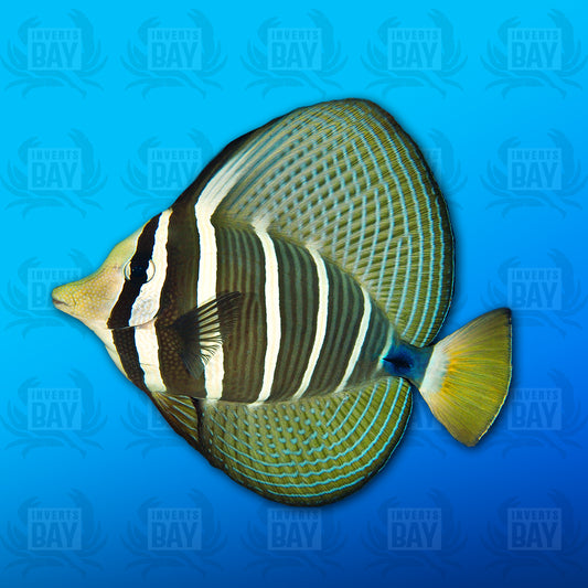 Pacific Sailfin Tang