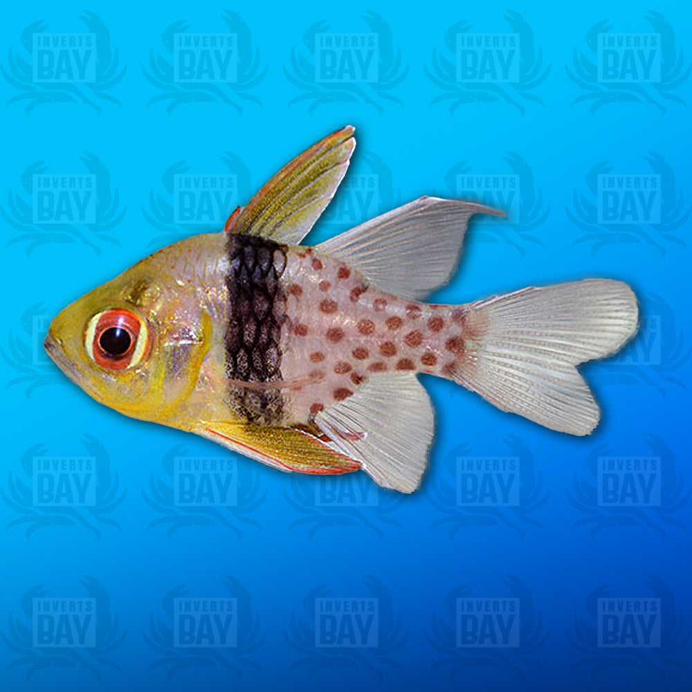 Pajama Cardinalfish