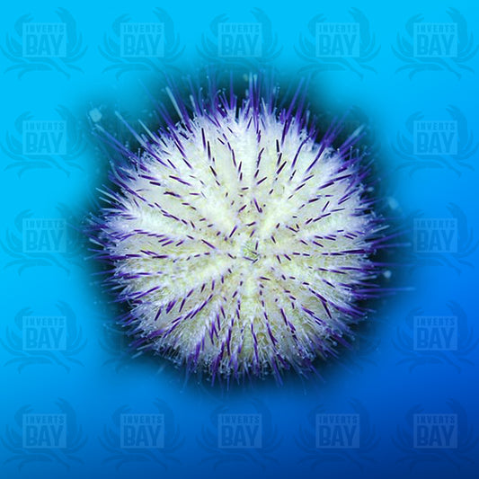 Pin Cushion Urchin