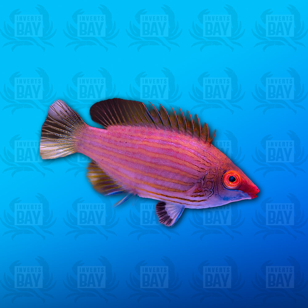 Pink Streak Wrasse