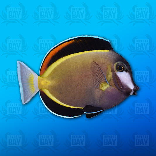 Powder Brown Tang