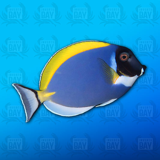 Powder Blue Tang