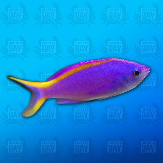 Purple Queen Anthia (Female)