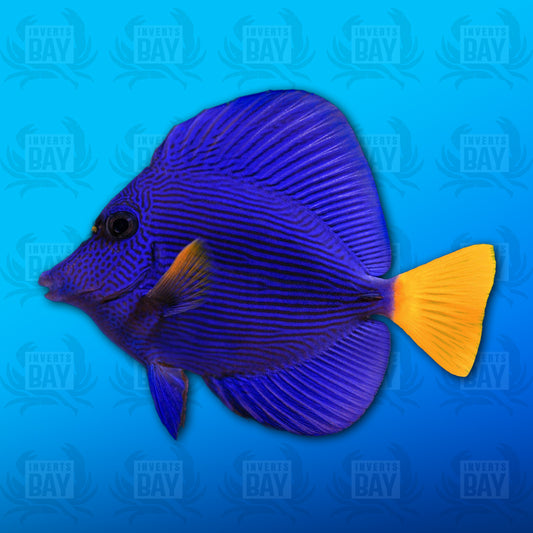 Purple Tang