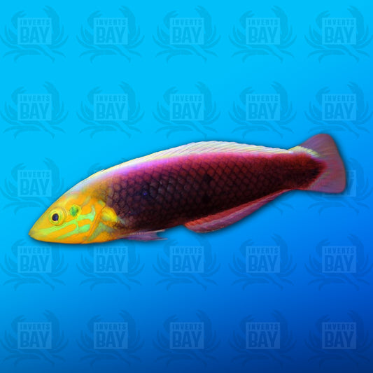 Radiant Wrasse