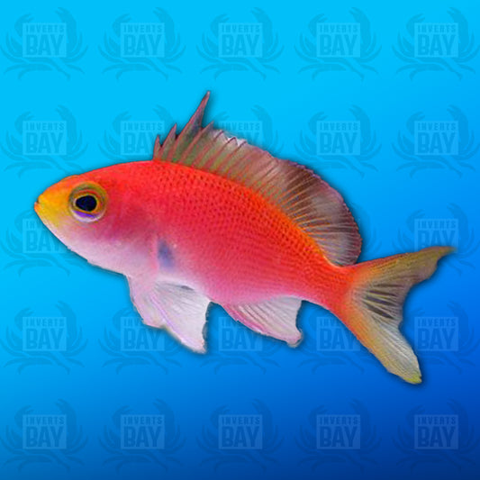 Randall's Anthia (Female)