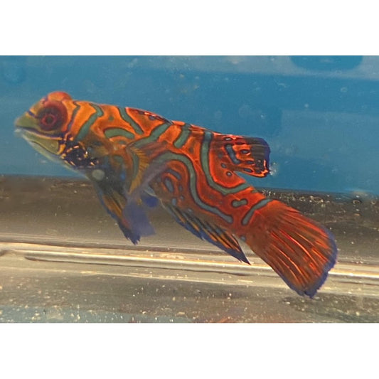 Red Mandarin Goby