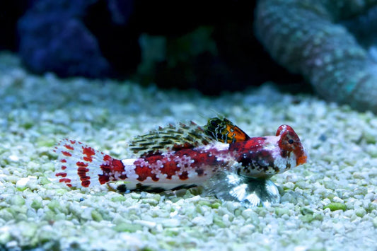 Red Scooter Blenny
