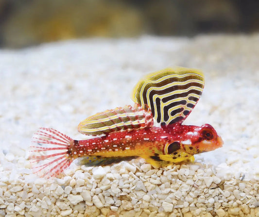 Ruby Red Dragonet