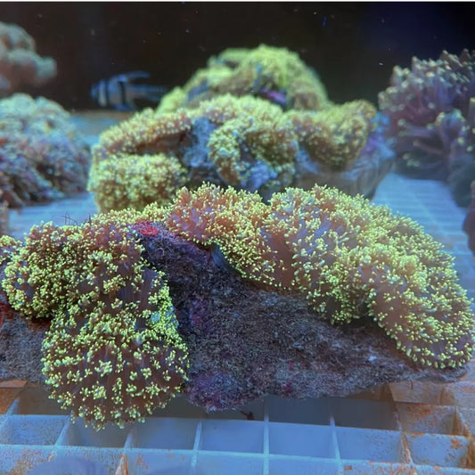 Rhodactis Hairy Mushroom (SC-038)