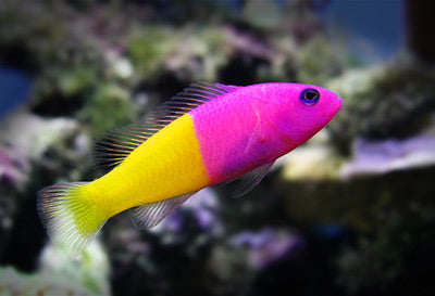 Royal Dottyback