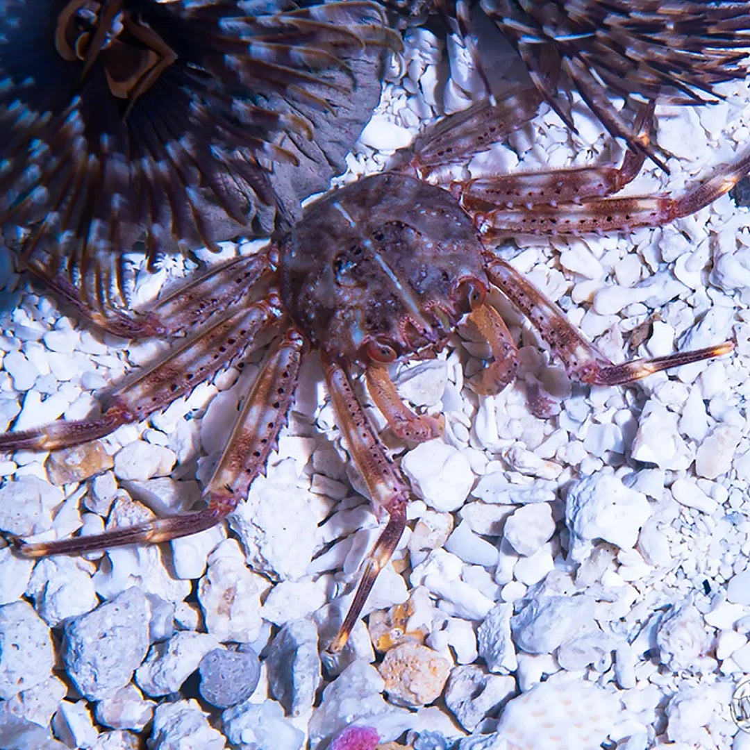 Sally Lightfoot Crab