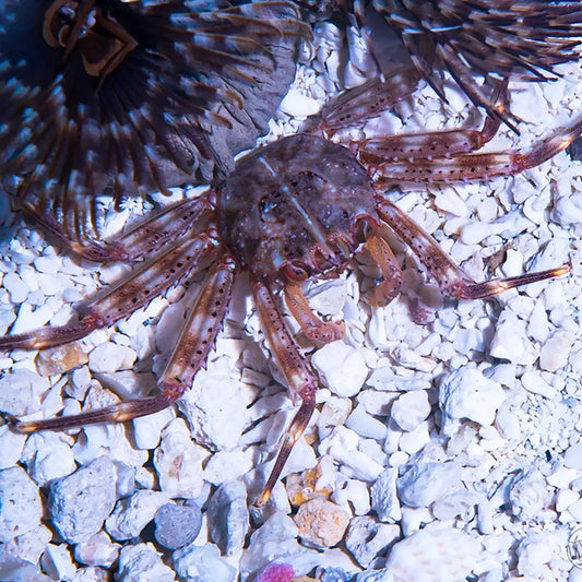 Sally Lightfoot Crab