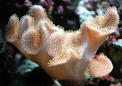 Toadstool Mushroom (Large)