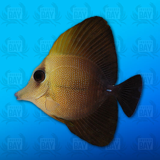 Scopas Tang