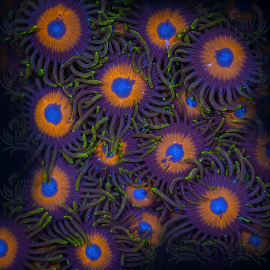 Soft-Coral-008