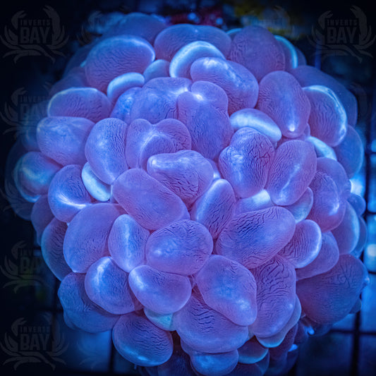 Bubble Coral-022