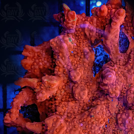 Montipora Setosa Red (SPS-018)