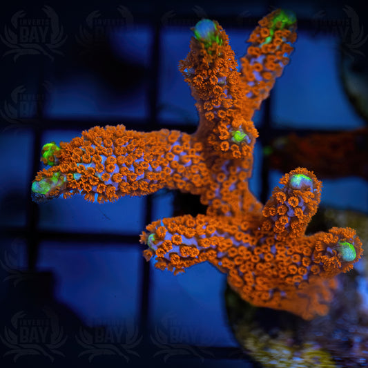 Forest Fire Montipora Digtata (SPS-20)