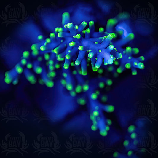 Pac Man Acropora (SPS-22)