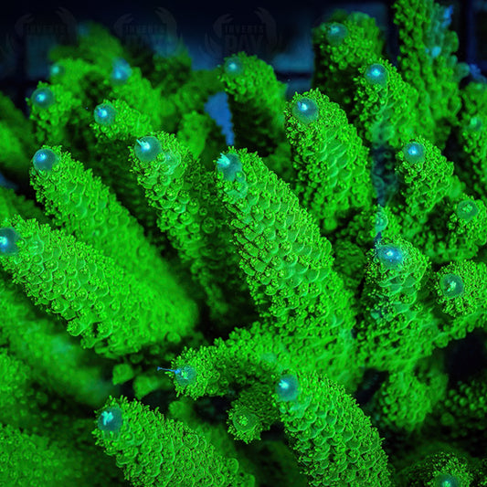 WYSIWYG Acropora Humilis (SPS-25)