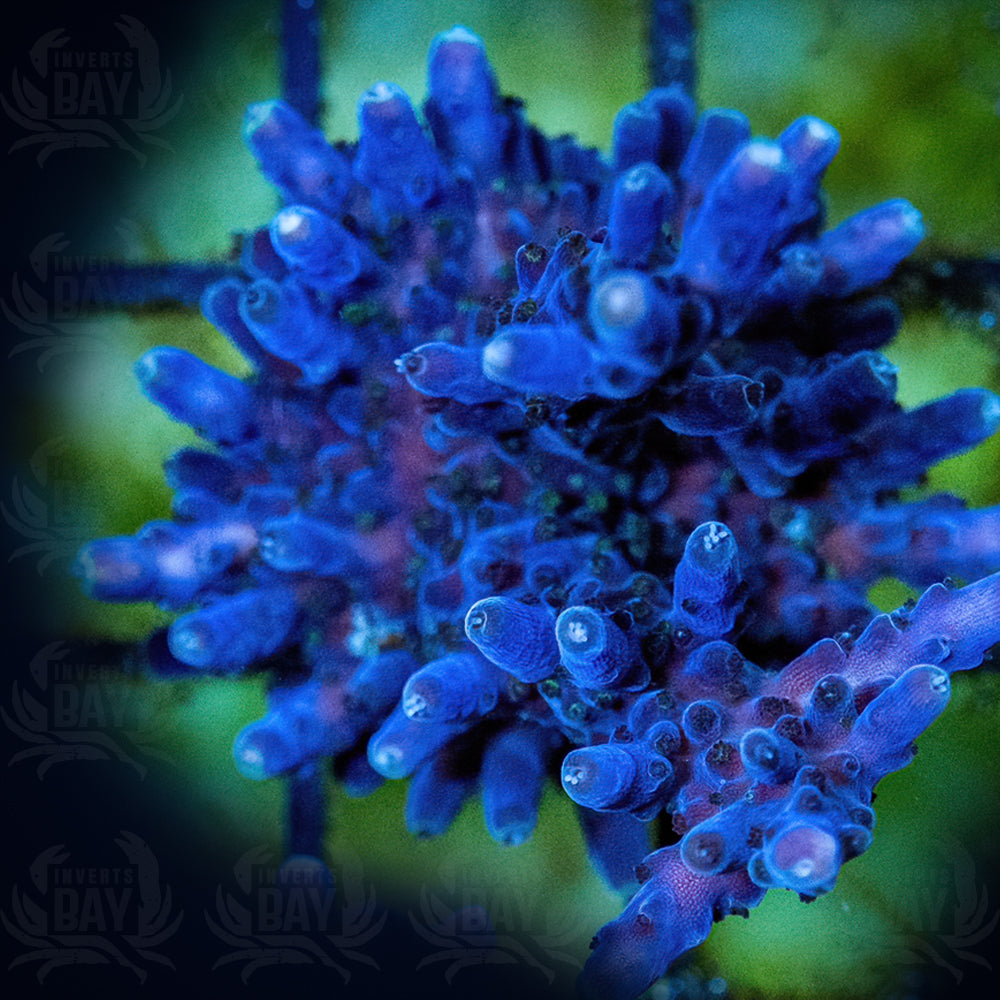 WYSIWYG Oregon Tort Acropora (SPS-26)