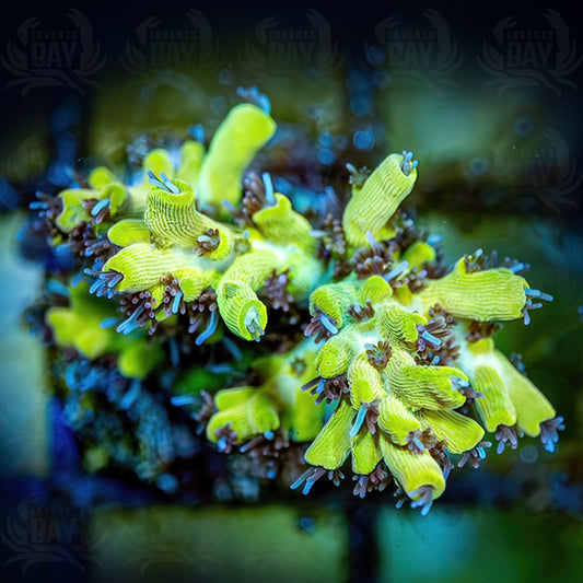 WYSIWYG Pink Lemonade Acropora  (SPS-27)