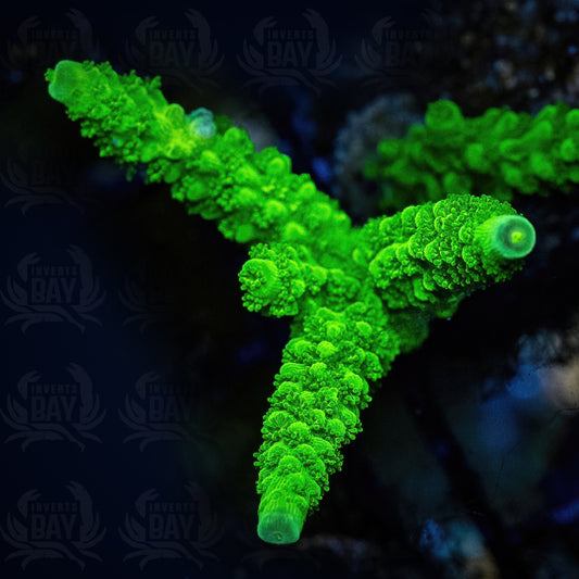 Green Slimmer Acropora (SPS-28)