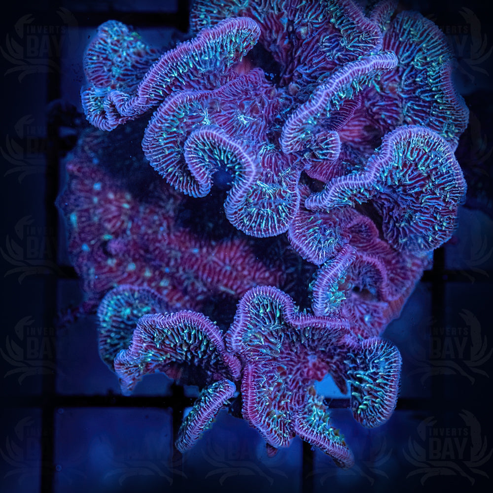 Pavona coral