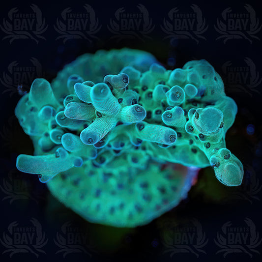 Joker Tenuis Acropora (SPS-32)