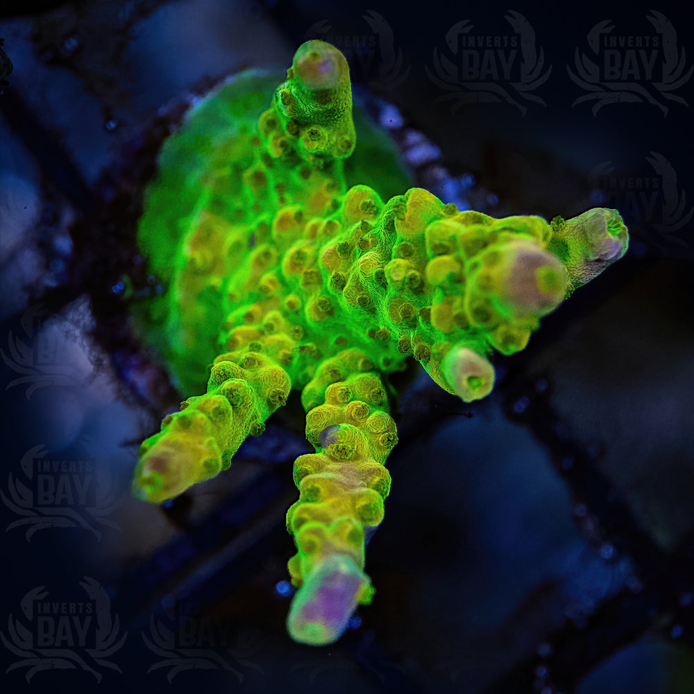 Rainbow Loom Acropora (SPS-33)