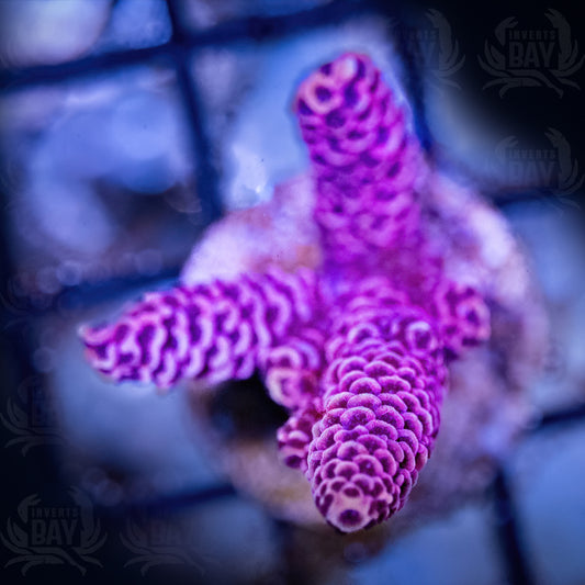 Pink A. Millepora (SPS-35)