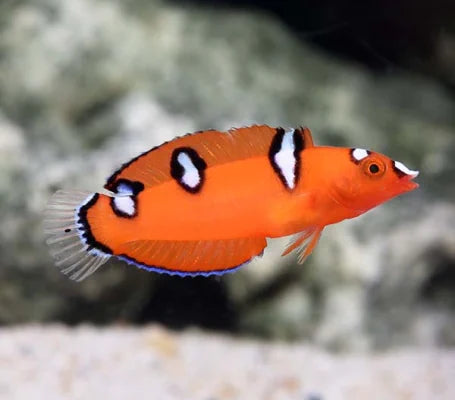 Red Coris Wrasse - Juvenile