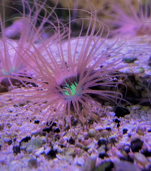 Tube Anemones