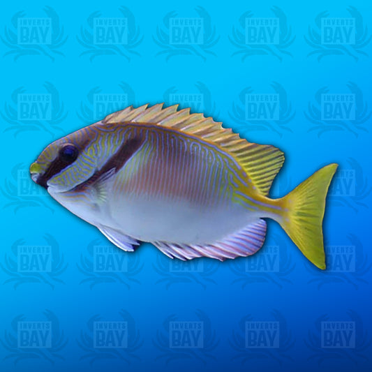 Two Barred Rabbitfish