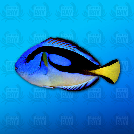 Yellow Belly Hippo Tang