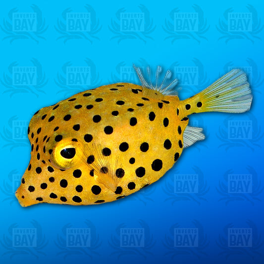 Yellow BoxFish