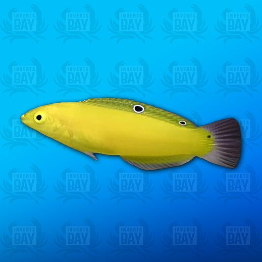 Yellow Wrasse