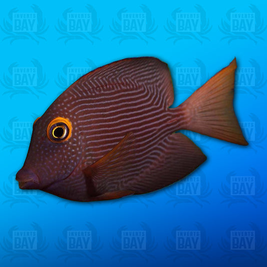 Yellow Eye Bristletooth Tang