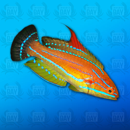 Yellowfin Flasher Wrasse