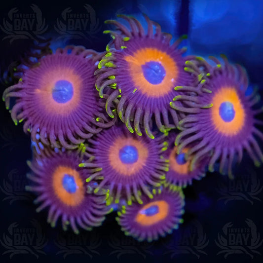 Zoanthids (Assorted/common - Many different colours available)